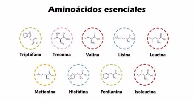 Diferencia entre lisina y leucina