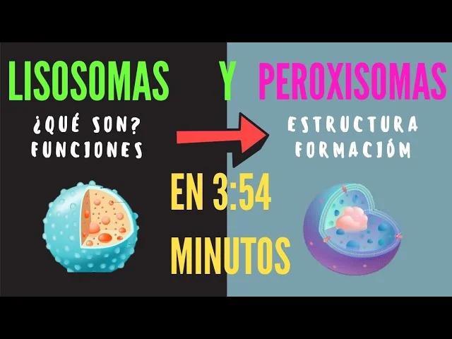 Diferencia entre lisosoma y peroxisoma