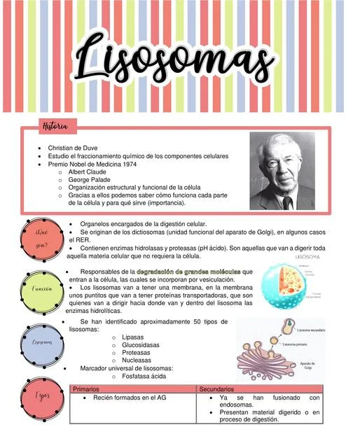 Diferencia entre lisosoma y proteasoma