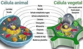Diferencia entre lisosoma y ribosoma