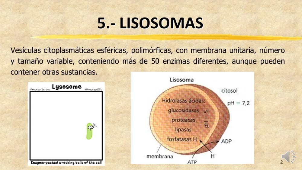 Diferencia entre lisosoma y vacuola