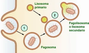 Diferencia entre lisosomas primarios y secundarios