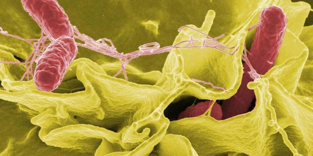 Diferencia entre Listeria y Salmonella