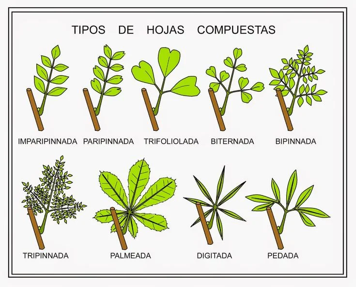 Diferencia entre pinnadas y palmadas