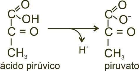 Diferencia entre piruvato y ácido pirúvico