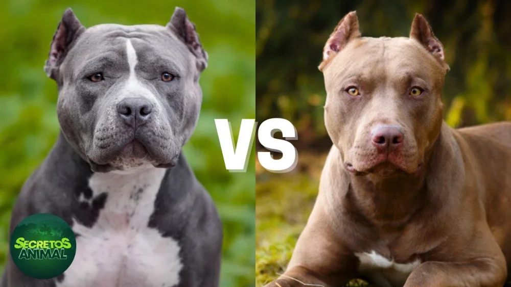 Diferencia entre Pitbull y American Bully