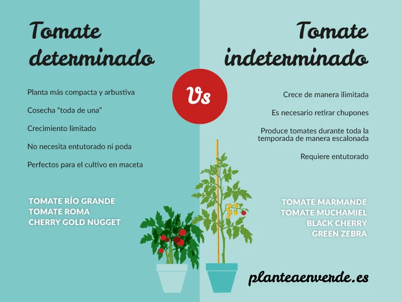 Diferencia entre tomates determinados e indeterminados