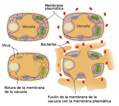 Diferencia entre tonoplasto y membrana plasmática