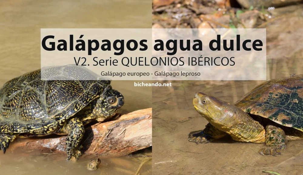Diferencia entre tortuga y galápago