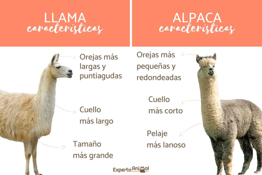 Diferencia entre llama y alpaca