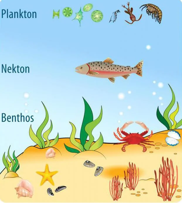 Diferencia entre plancton y necton