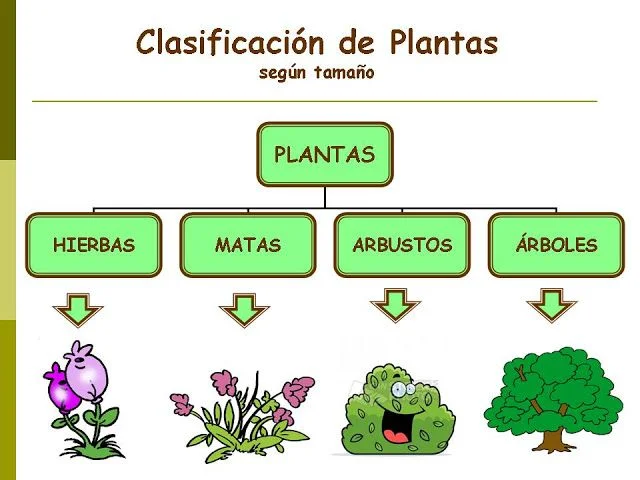 Diferencia entre planta y árbol