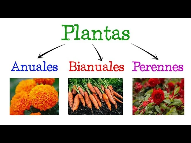 Diferencia entre plantas anuales y perennes