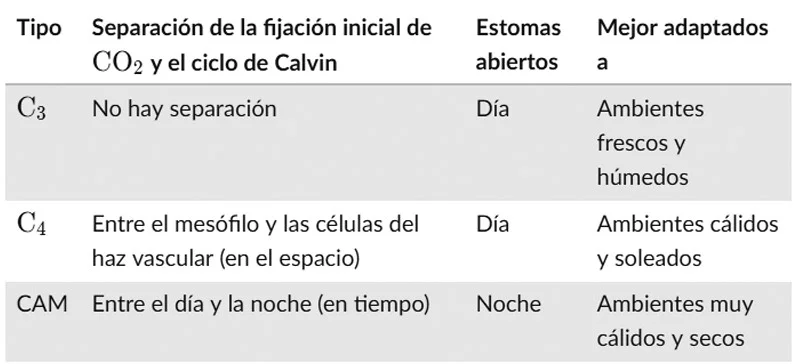 Diferencia entre plantas C3 y C4