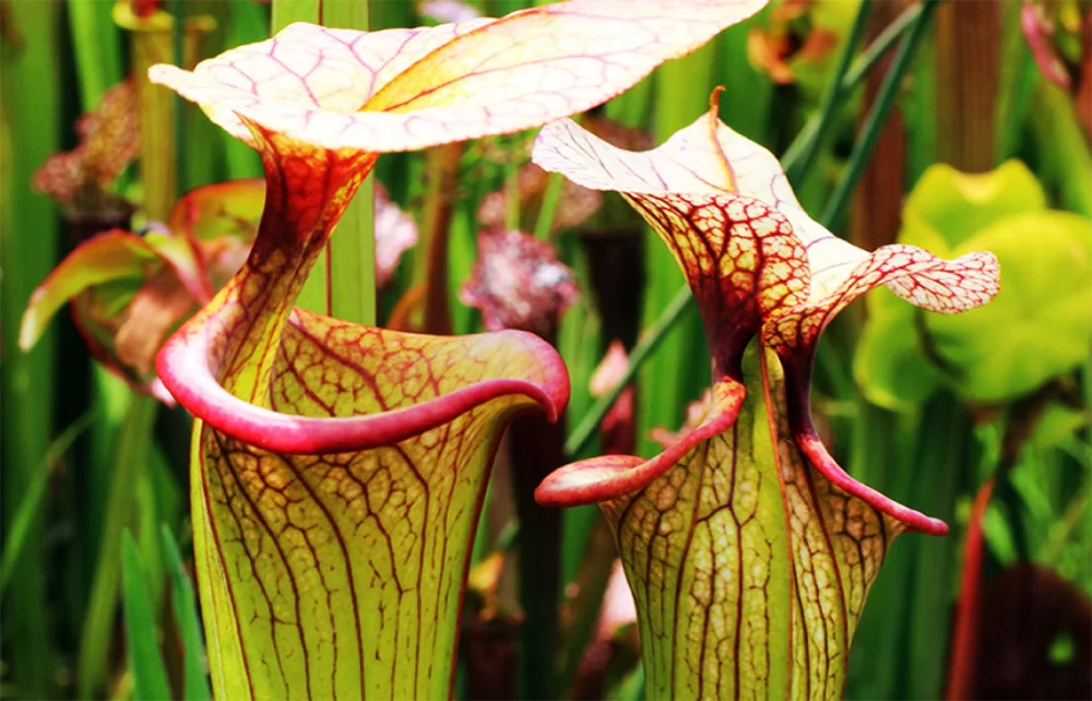 Diferencia entre plantas insectívoras y simbióticas