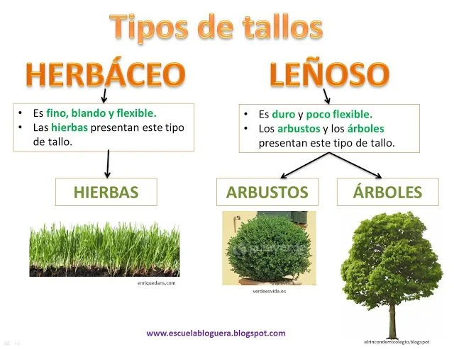 Diferencia entre plantas leñosas y herbáceas