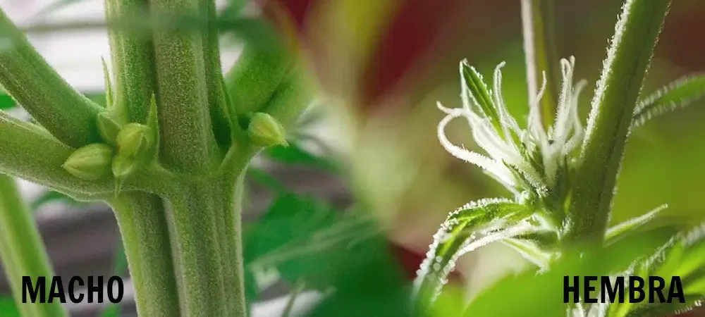Diferencia entre plantas macho y hembra