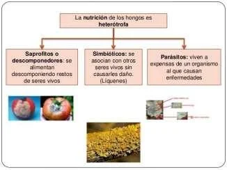 Diferencia entre plantas saprofitas y simbióticas