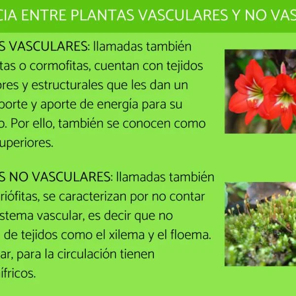 Diferencia entre plantas vasculares y no vasculares