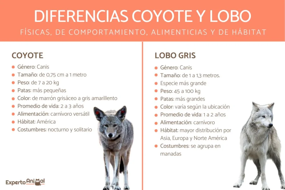 Diferencia entre lobo y coyote