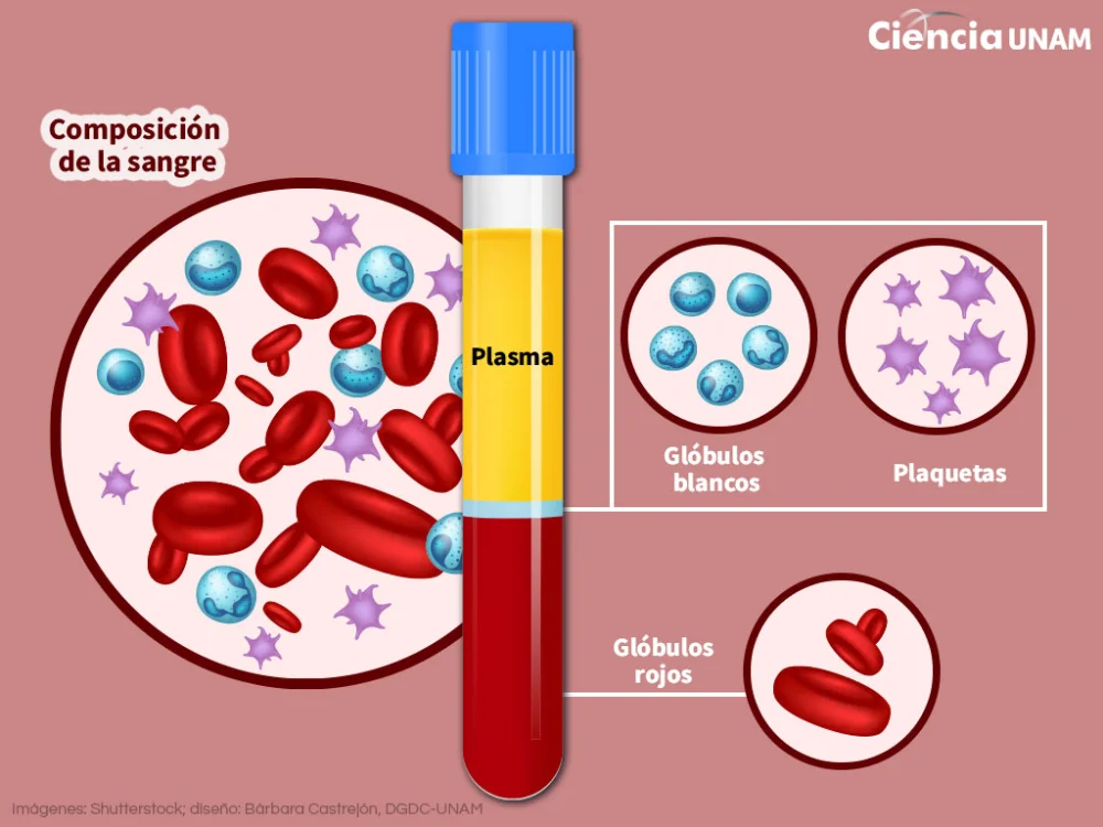 Diferencia entre plaquetas y plasma