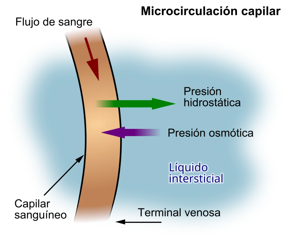 Diferencia entre plasma y líquido intersticial
