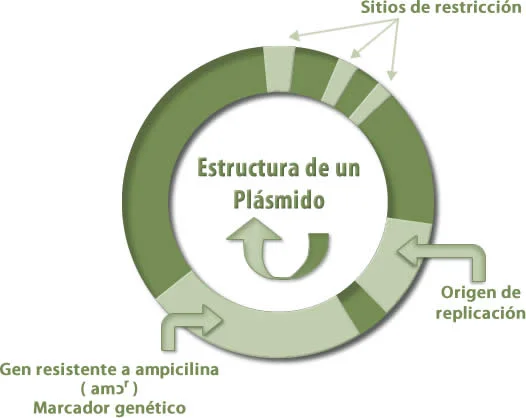 Diferencia entre plásmido y cósmido