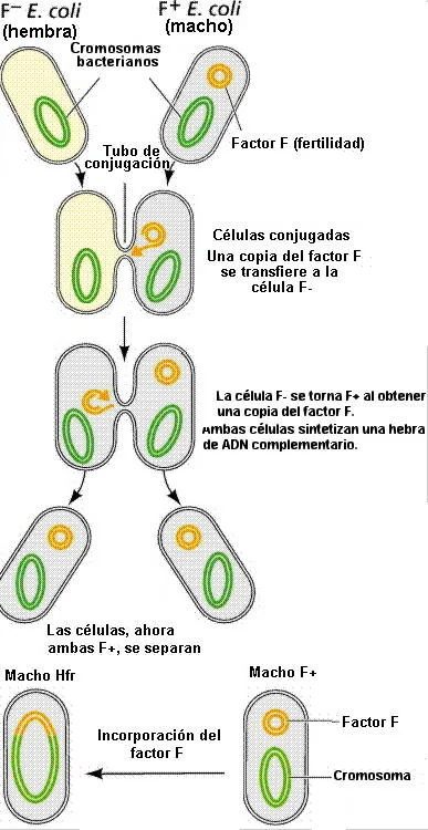 Diferencia entre plásmido y episoma