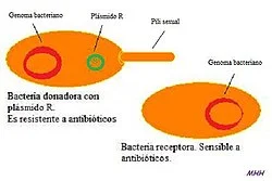 Diferencia entre plásmido y transposón