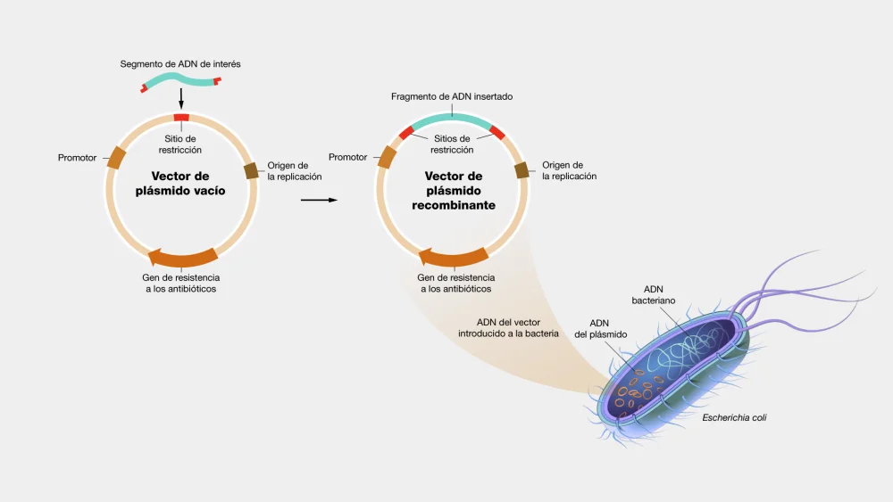 Diferencia entre plásmido y vector