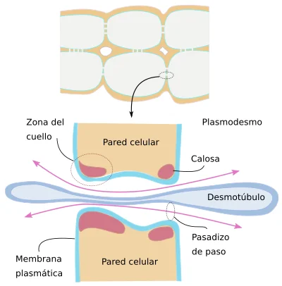 Diferencia entre plasmodesmos y desmotúbulos
