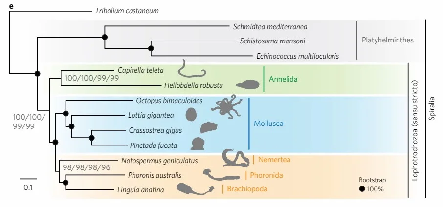 Diferencia entre lofotrocozoos y ecdisozoos