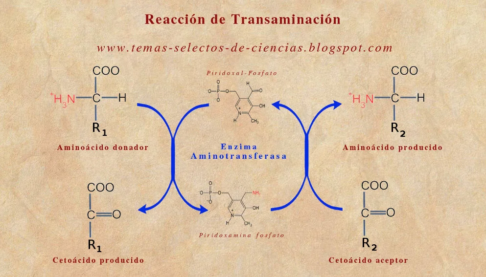 Diferencia entre transaminación y desaminación