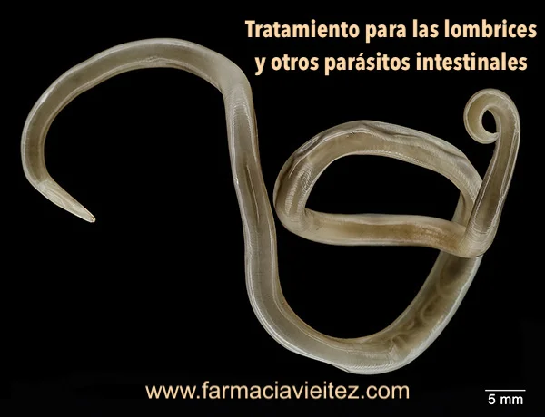 Diferencia entre lombrices intestinales y tenias