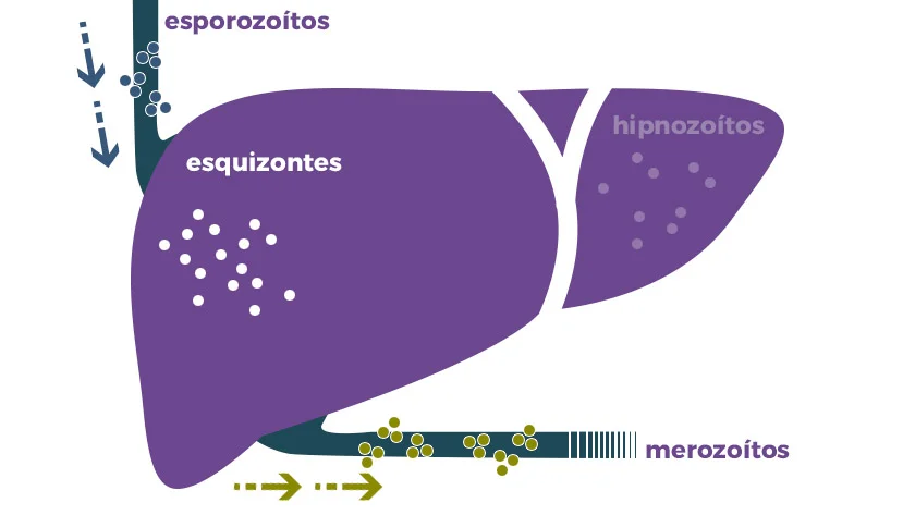 Diferencia entre Plasmodium y esporozoitos
