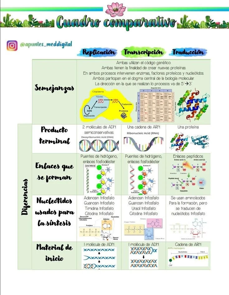 Diferencia entre transcripción y traducción