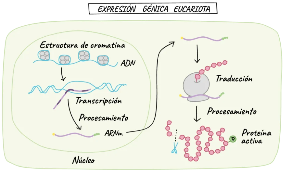Diferencia entre transcripción y traducción en el lenguaje