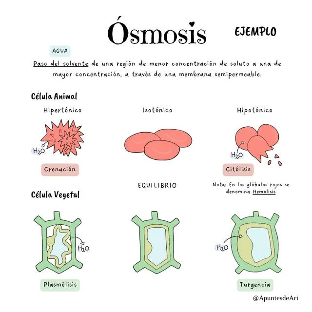 Diferencia entre plasmólisis y citólisis