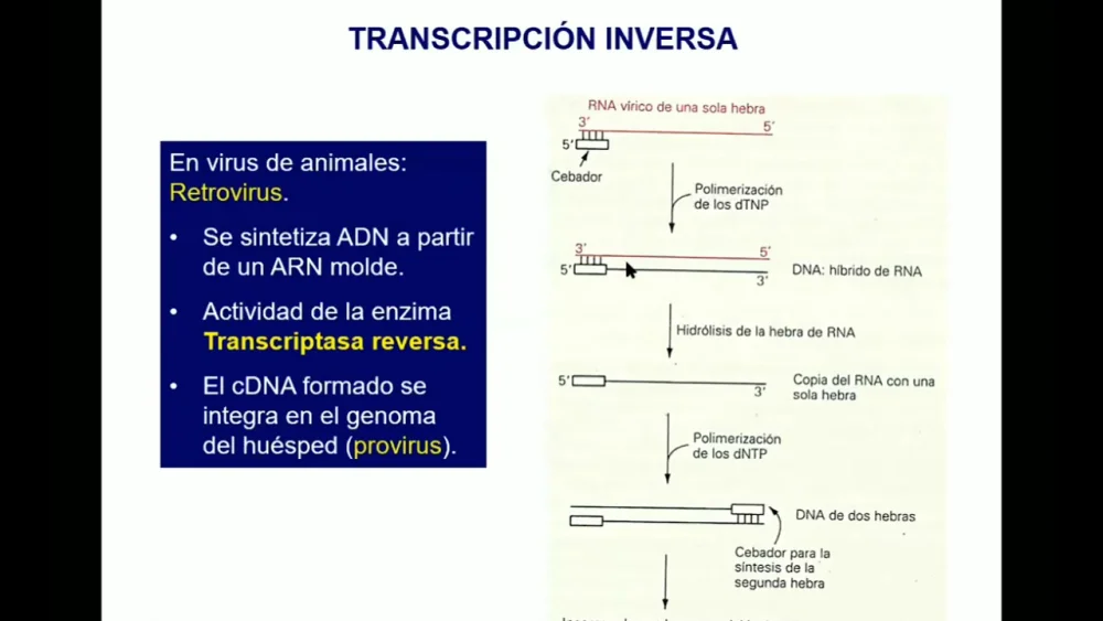 Diferencia entre transcripción y transcripción inversa