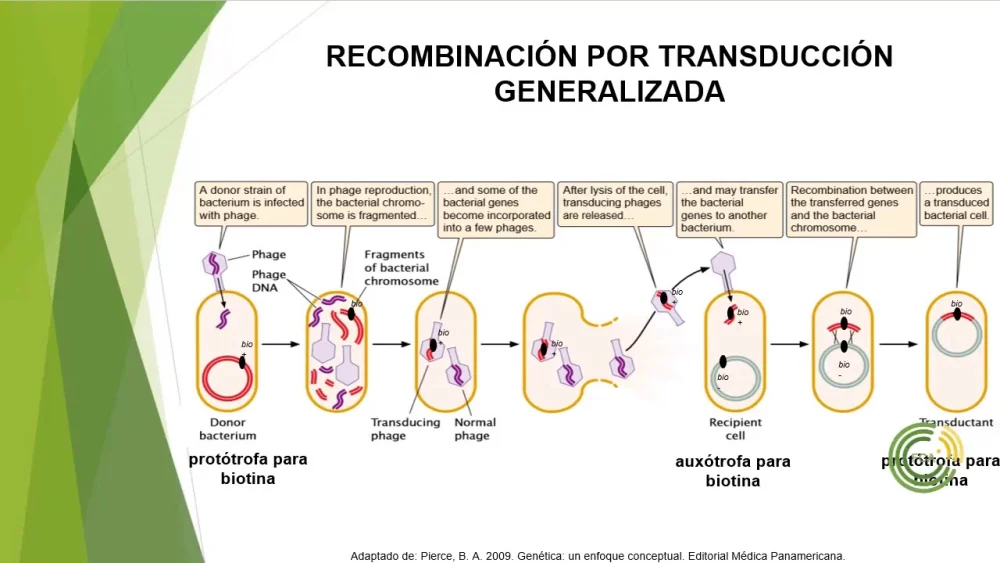 Diferencia entre transducción generalizada y especializada