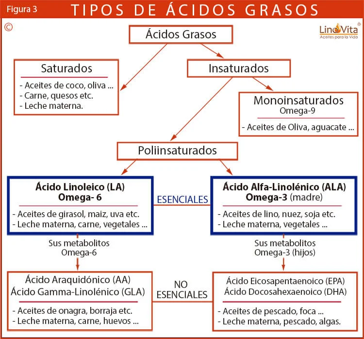 Diferencia entre los ácidos grasos esenciales y no esenciales