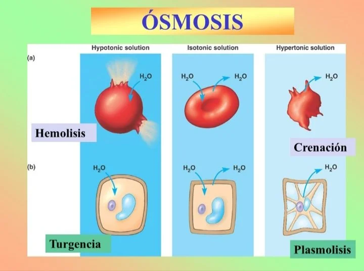 Diferencia entre plasmólisis y hemólisis