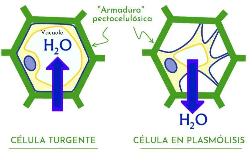 Diferencia entre plasmólisis y turgencia