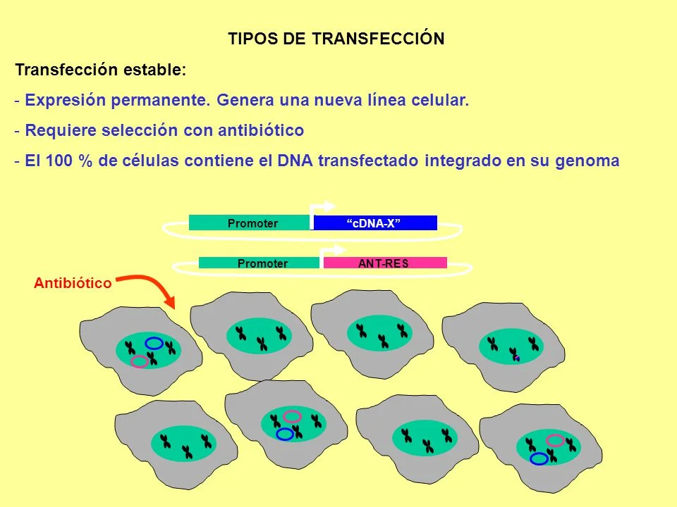 Diferencia entre transfección transitoria y estable