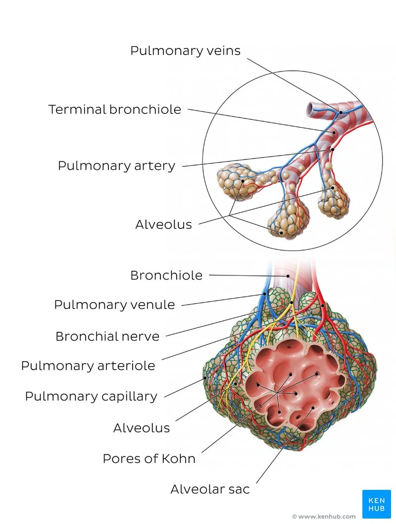 Diferencia entre los alvéolos y el saco alveolar