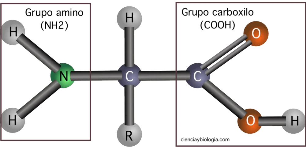 Diferencia entre los aminoácidos alfa beta y gamma