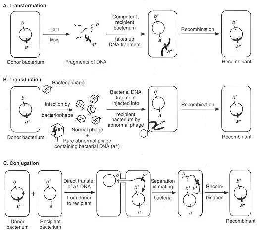 Diferencia entre transformantes y recombinantes