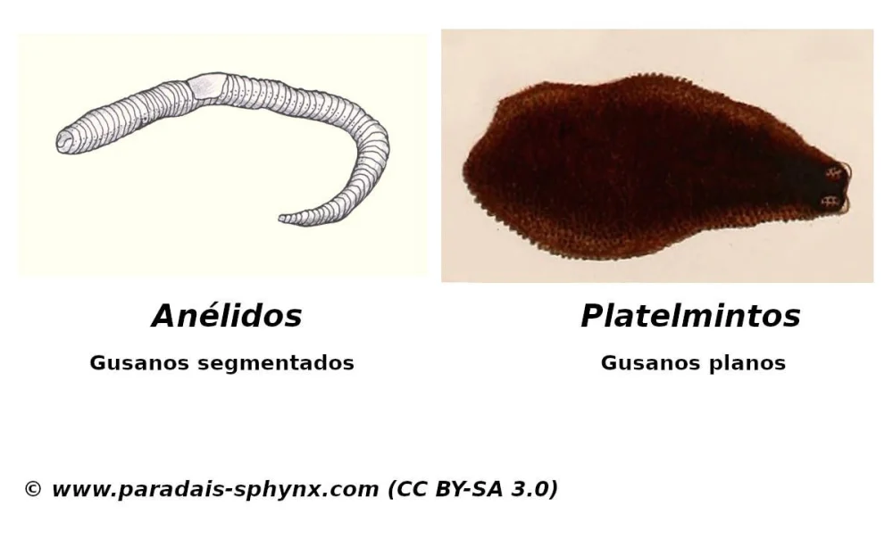 Diferencia entre platelmintos y aschelmintos