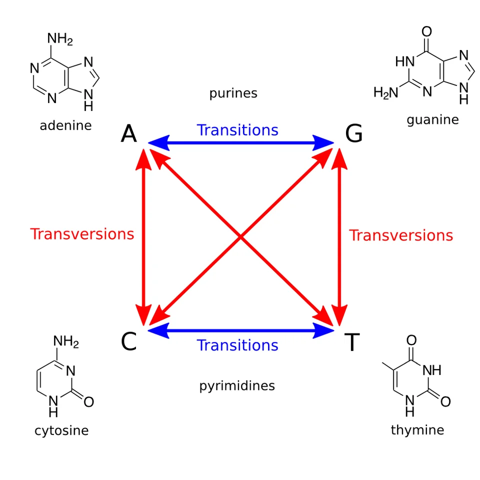 Diferencia entre transición y transversión