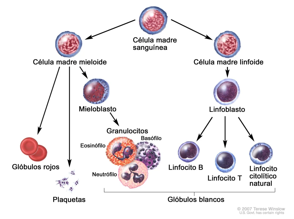 Diferencia entre los anticuerpos y los glóbulos blancos